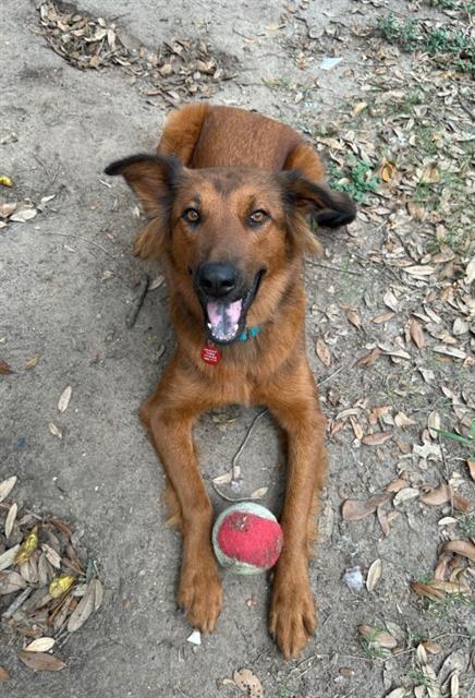 adoptable Dog in Frisco, CO named MUNICA