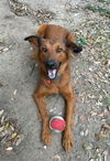 adoptable Dog in  named MUNICA