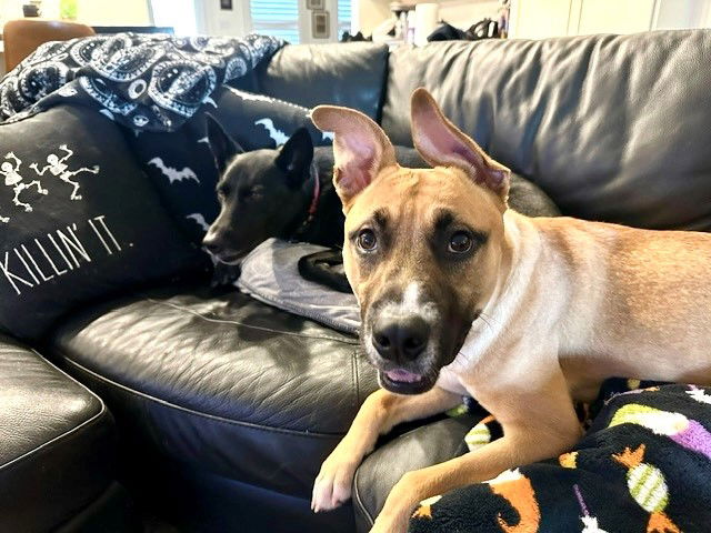 adoptable Dog in Frisco, CO named BEN