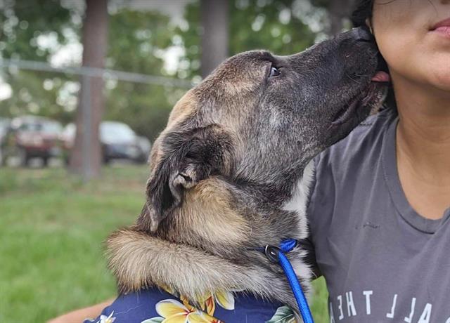 adoptable Dog in Frisco, CO named MOOSE