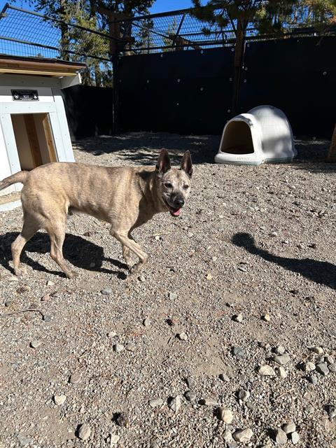 adoptable Dog in Frisco, CO named CUSHIE