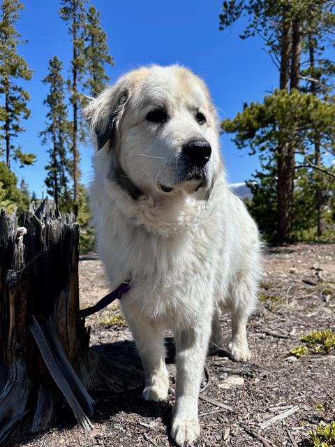 picture of the dog needing adoption