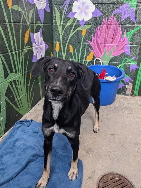 adoptable Dog in Frisco, CO named MILLIE