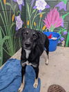adoptable Dog in Frisco, CO named MILLIE