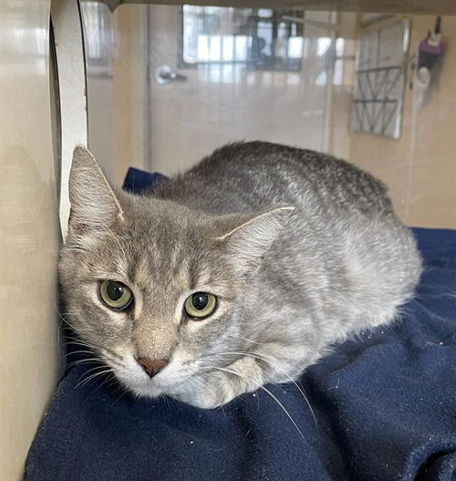 picture of the cat needing adoption