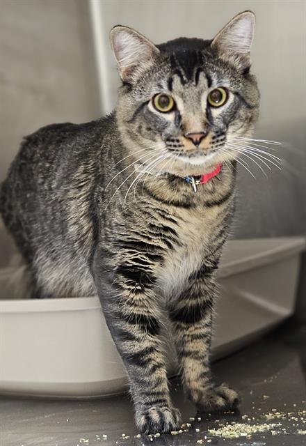 picture of the cat needing adoption