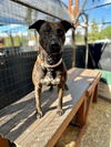 adoptable Dog in Frisco, CO named CHARLOTTE