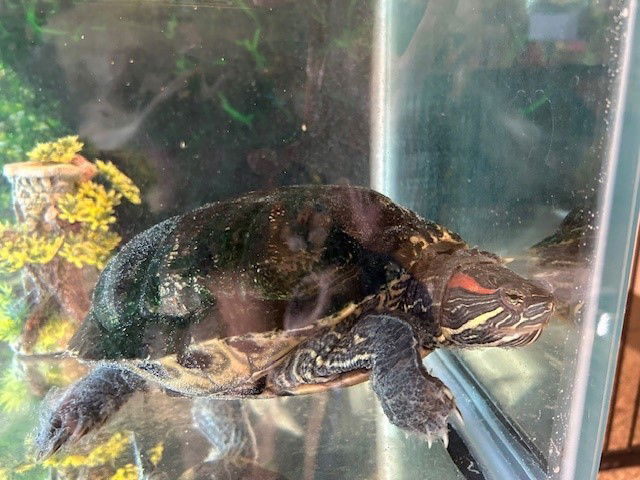 adoptable Turtle in Frisco, CO named PANCHA