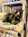 adoptable Cat in Frisco, CO named INDY