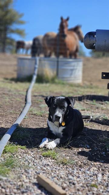 adoptable Dog in Frisco, CO named FAITH