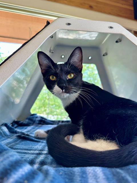 adoptable Cat in Frisco, CO named SAMANTHA