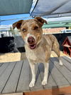 adoptable Dog in  named ZARA