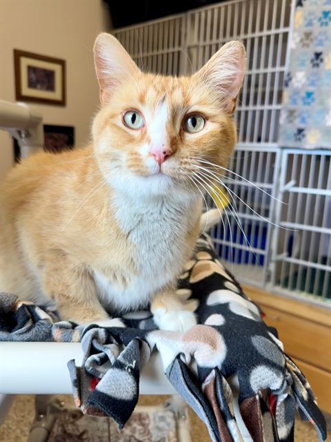 adoptable Cat in Frisco, CO named LUNAR