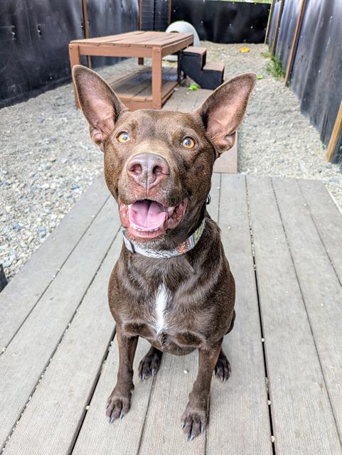adoptable Dog in Frisco, CO named SUEDE