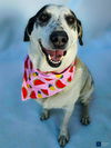 adoptable Dog in  named BELLA