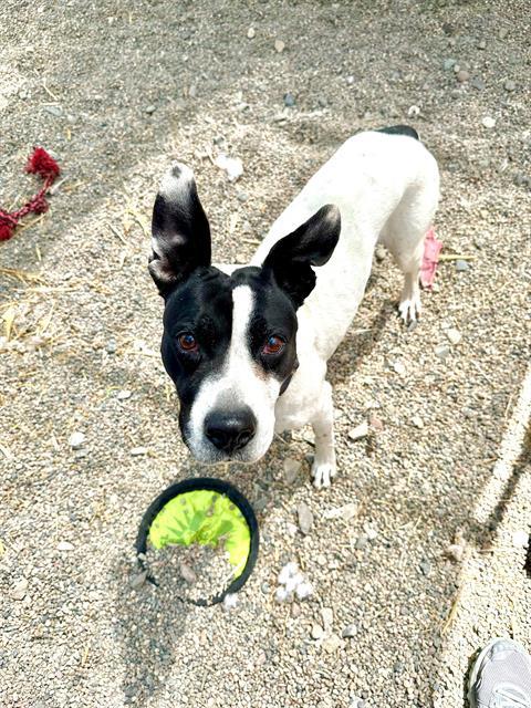 adoptable Dog in Frisco, CO named ROSELLA