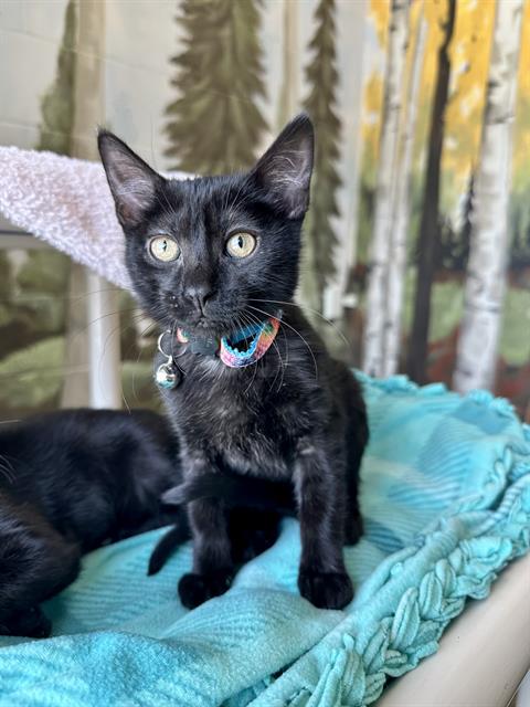 adoptable Cat in Frisco, CO named PHOEBE