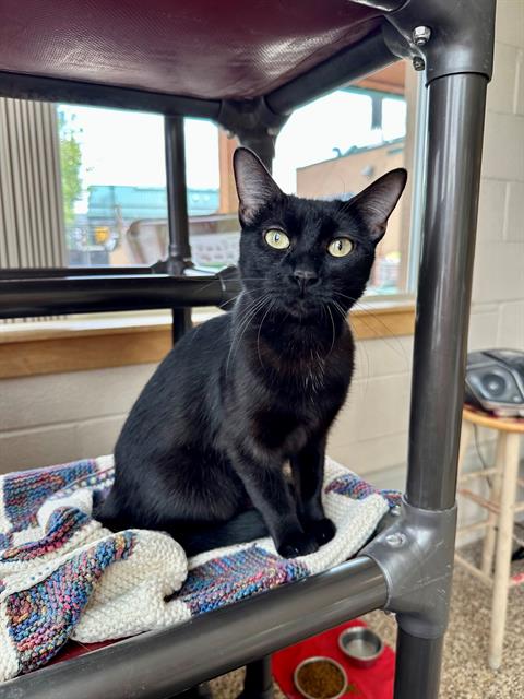 adoptable Cat in Frisco, CO named LOLA