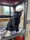 adoptable Cat in frisco, CO named LOLA