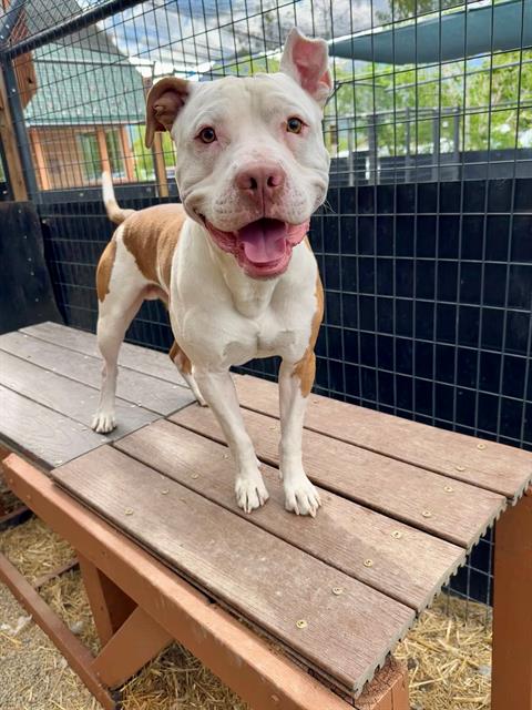 adoptable Dog in Frisco, CO named CRICKET