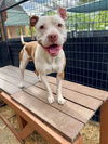 adoptable Dog in Frisco, CO named CRICKET