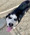 adoptable Dog in Frisco, CO named BLUEBERRY