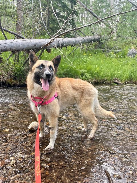 adoptable Dog in Frisco, CO named THYME