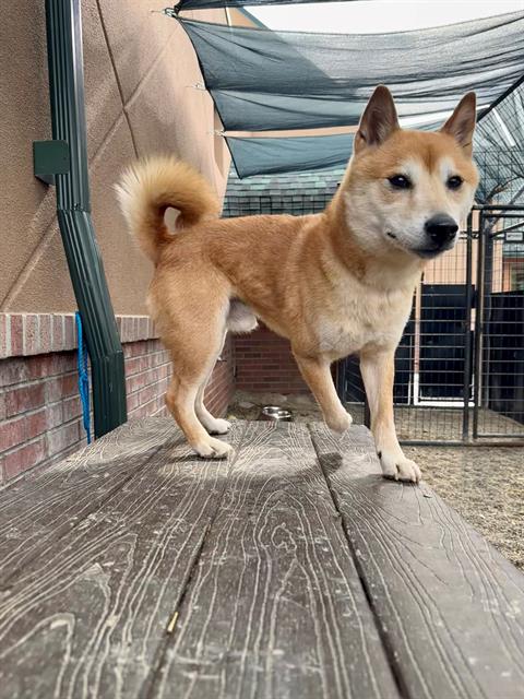 adoptable Dog in Frisco, CO named DILLON