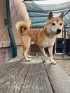 adoptable Dog in  named DILLON