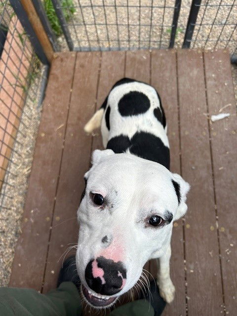 adoptable Dog in Frisco, CO named FRECKLE