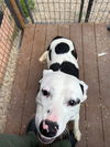 adoptable Dog in  named FRECKLE