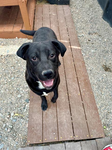 adoptable Dog in Frisco, CO named SMUDGE