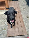adoptable Dog in  named SMUDGE