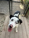 adoptable Dog in  named SPLOTCH