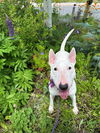 adoptable Dog in  named FIONA