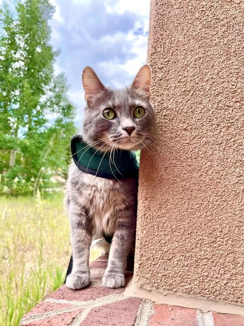 adoptable Cat in Frisco, CO named LORETTA