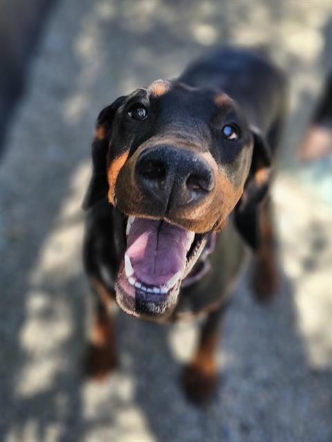 adoptable Dog in Frisco, CO named ADELE