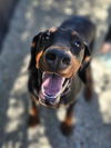 adoptable Dog in  named ADELE