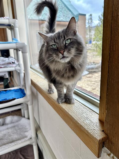 adoptable Cat in Frisco, CO named LILO