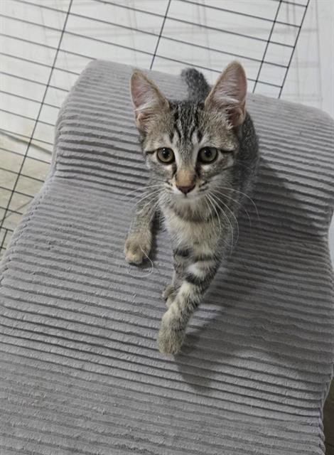 adoptable Cat in Frisco, CO named TIGGER