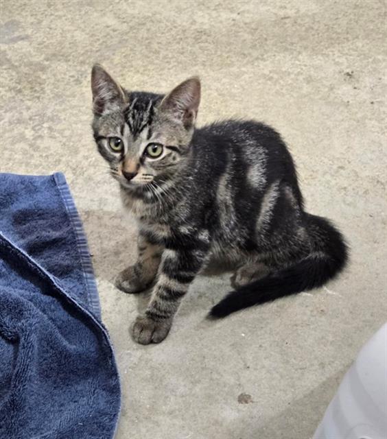 adoptable Cat in Frisco, CO named SAGE