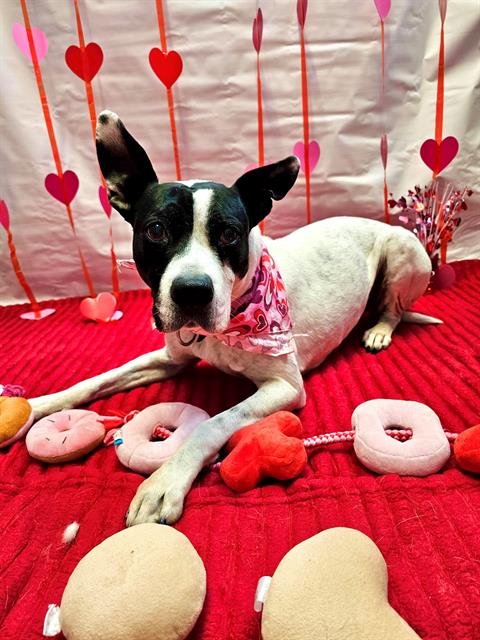 ROSELLA - Boston Terrier / Pit Bull Terrier available for adoption