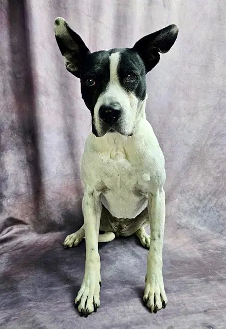 Rosella - Bull Terrier