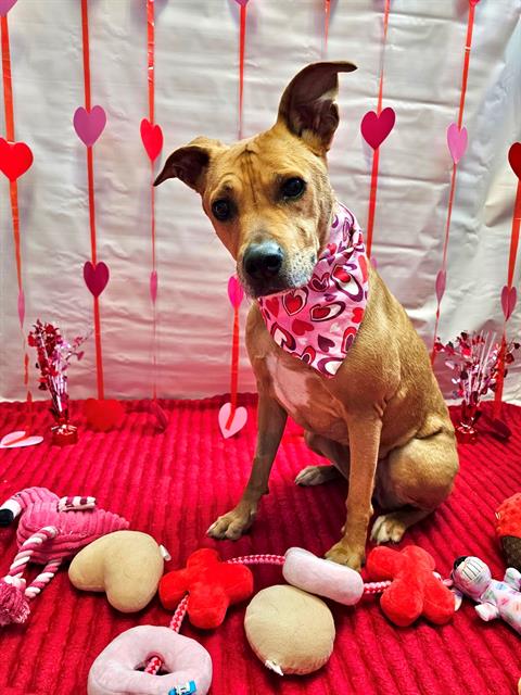 LOLA - Australian Cattle Dog/Blue Heeler available for adoption