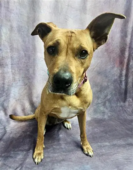 Lola - pitbull mix