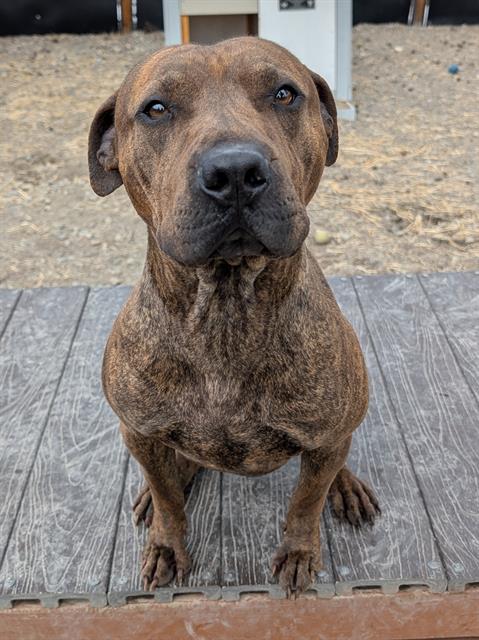 CARMELO - Pit Bull Terrier available for adoption