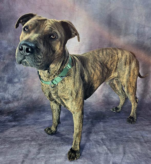 Pit Bull