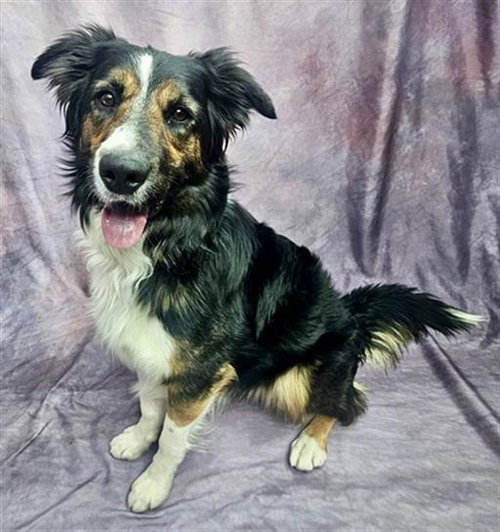 BARNEY, an adoptable Border Collie in Frisco, CO