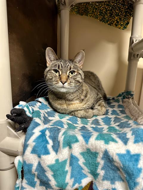 KIT, an adoptable Domestic Short Hair in Frisco, CO