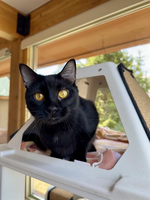 MACAROON, an adoptable Bombay in Frisco, CO